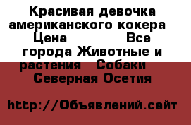 Красивая девочка американского кокера › Цена ­ 35 000 - Все города Животные и растения » Собаки   . Северная Осетия